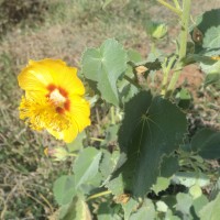 Abutilon hirtum (Lam.) Sweet